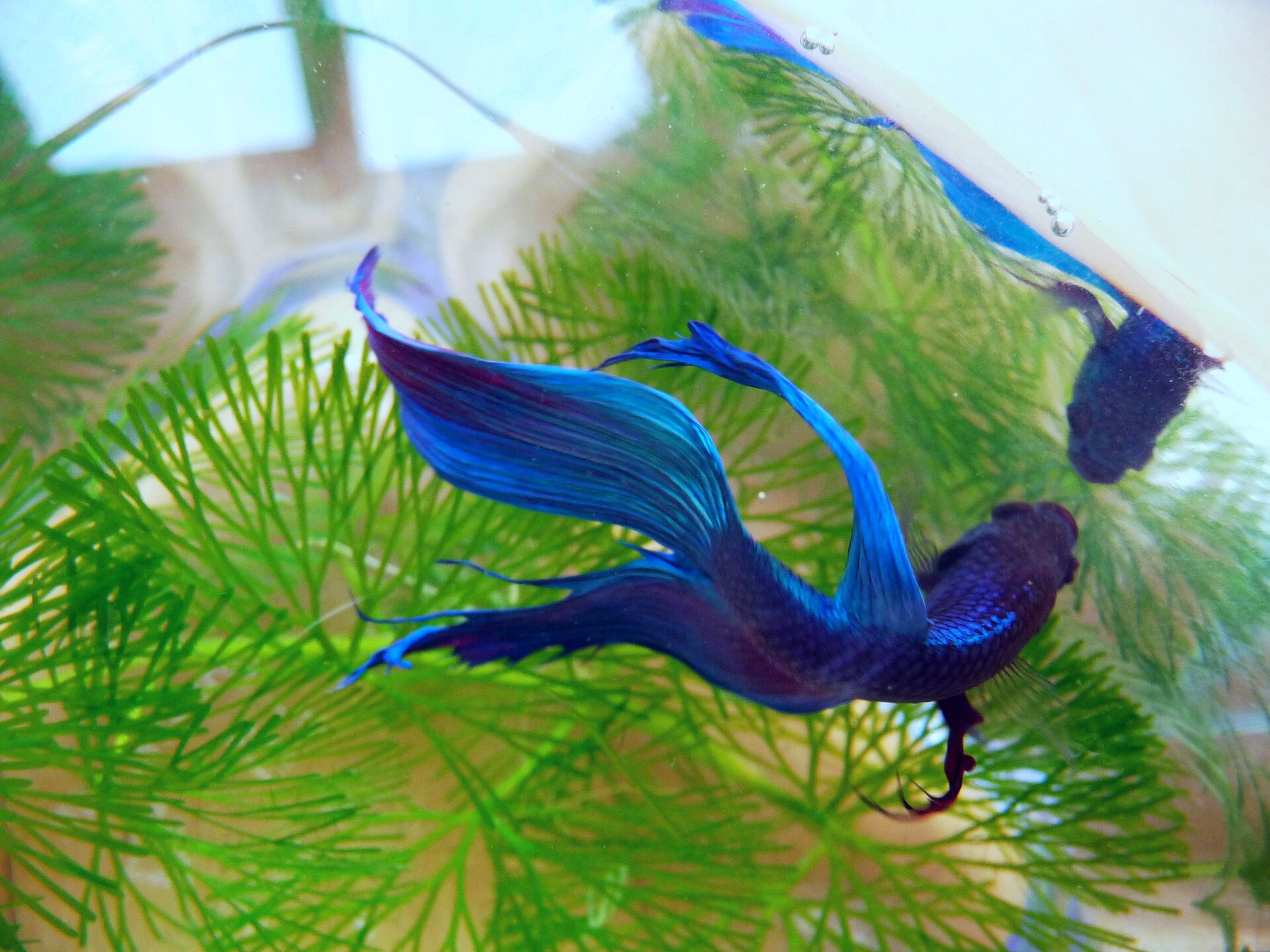 Blue male Betta splendens swimming upright in a planted freshwater aquarium