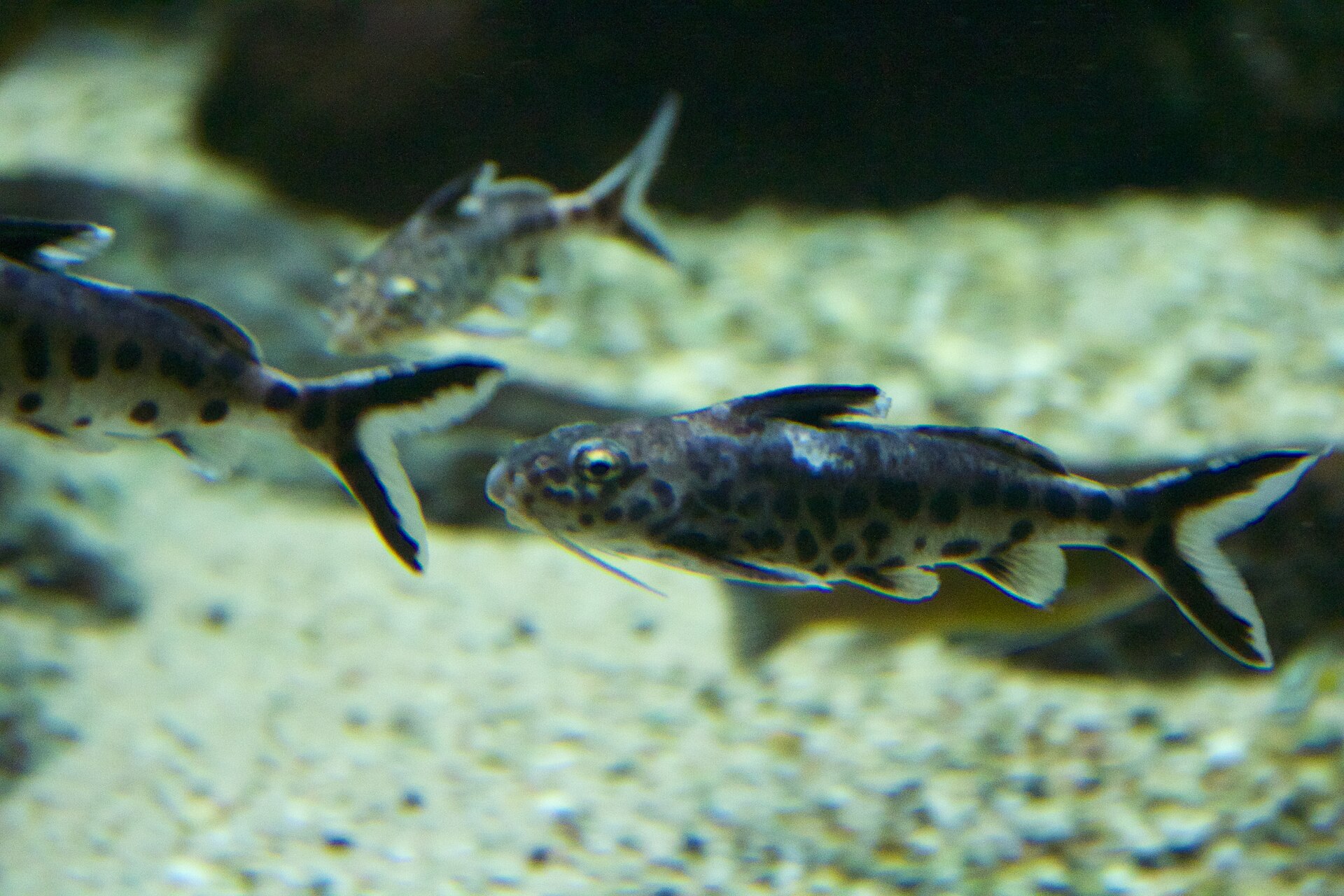 Dwarf Synodontis catfish with spotted bodies and pale-edged fins