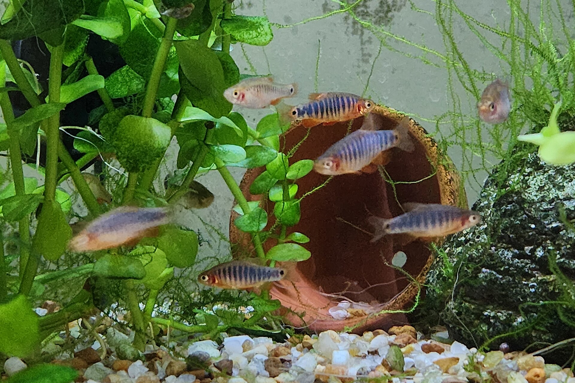 Group of Emerald Dwarf Rasboras among plants and a terracotta shelter