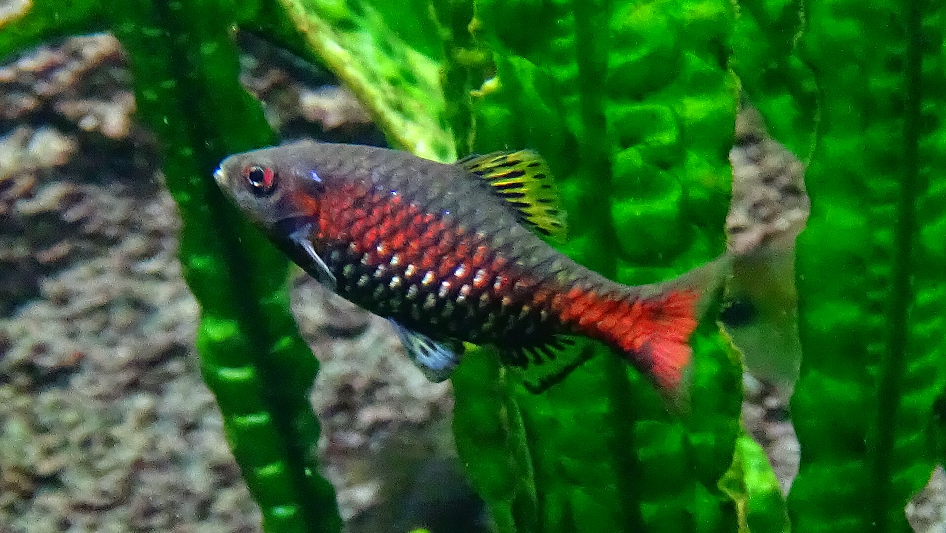 Odessa barb swimming in a freshwater aquarium