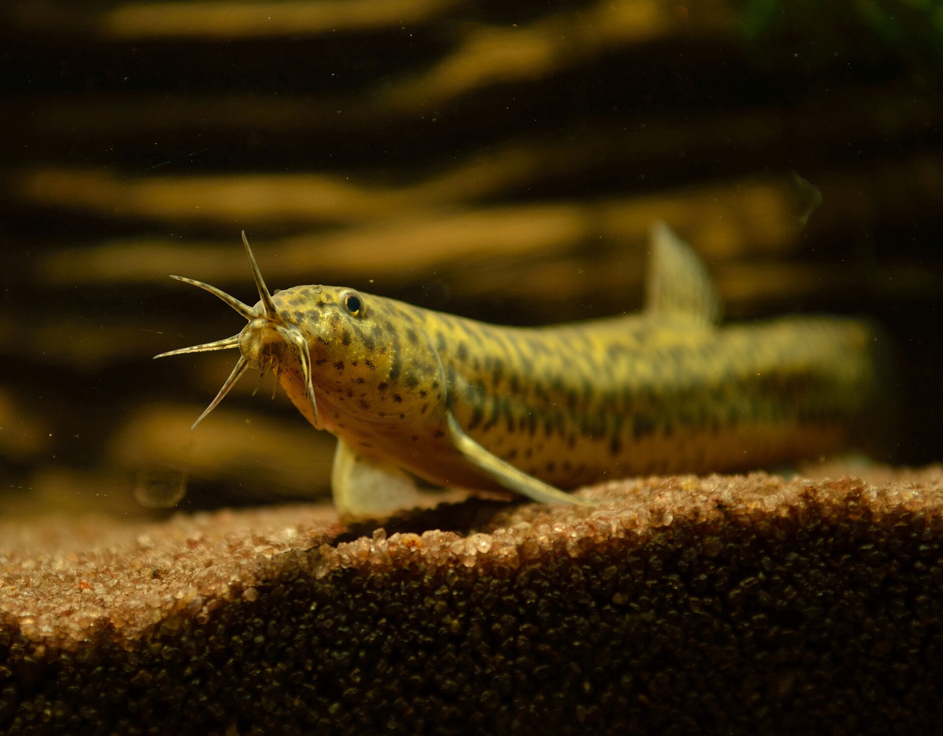 Weather Loach facing the camera with intact barbels over sand