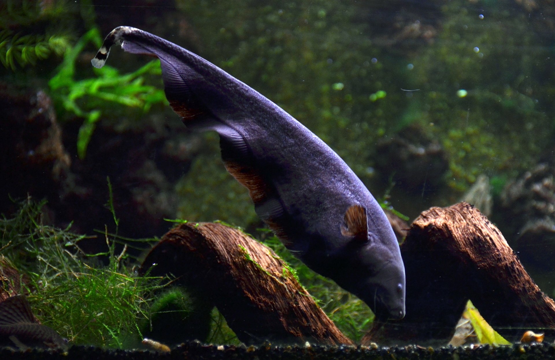 Black Ghost Knifefish Apteronotus albifrons with pale tail bands
