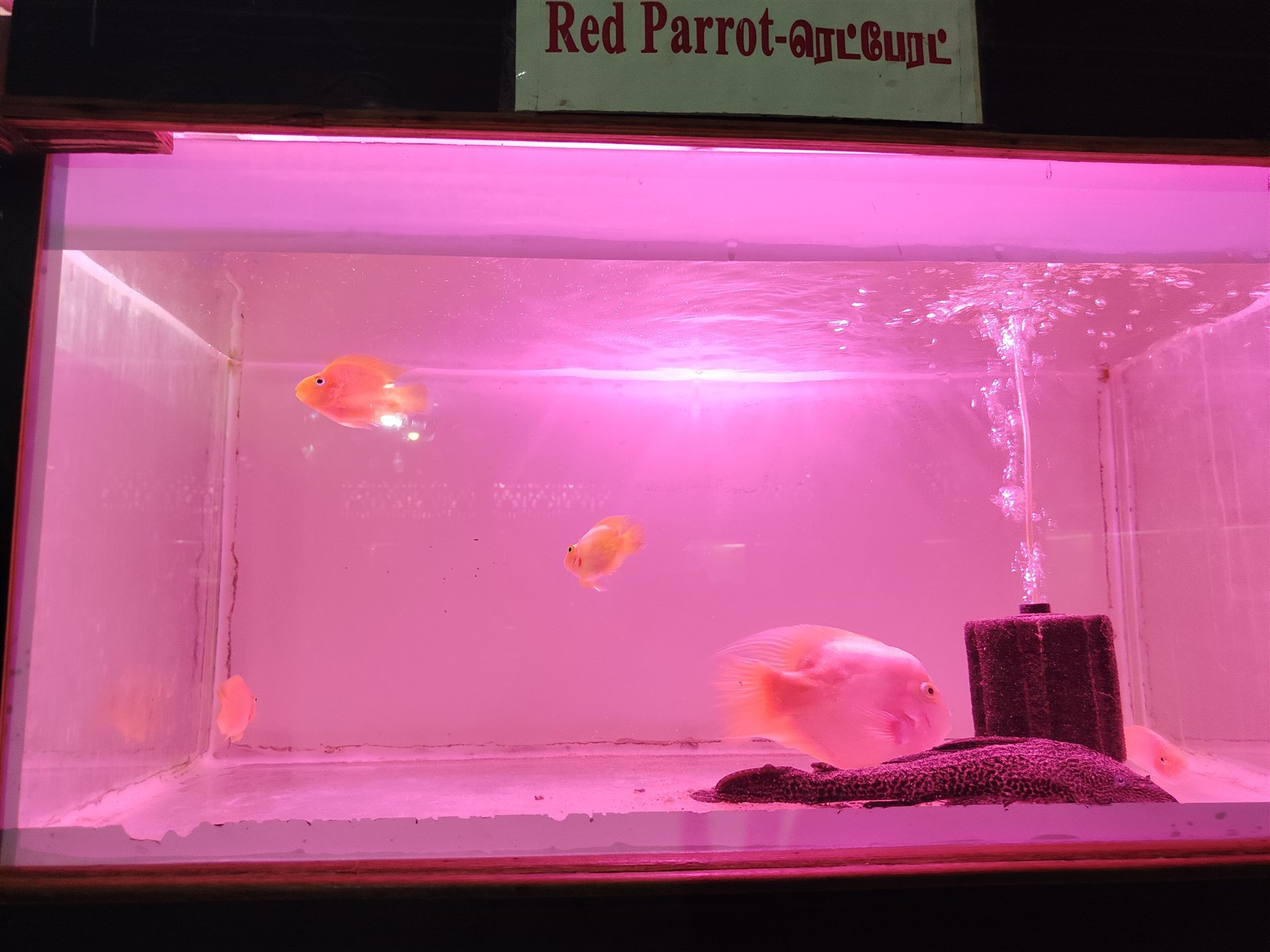 Orange Blood Parrot Cichlid hybrid swimming in an aquarium