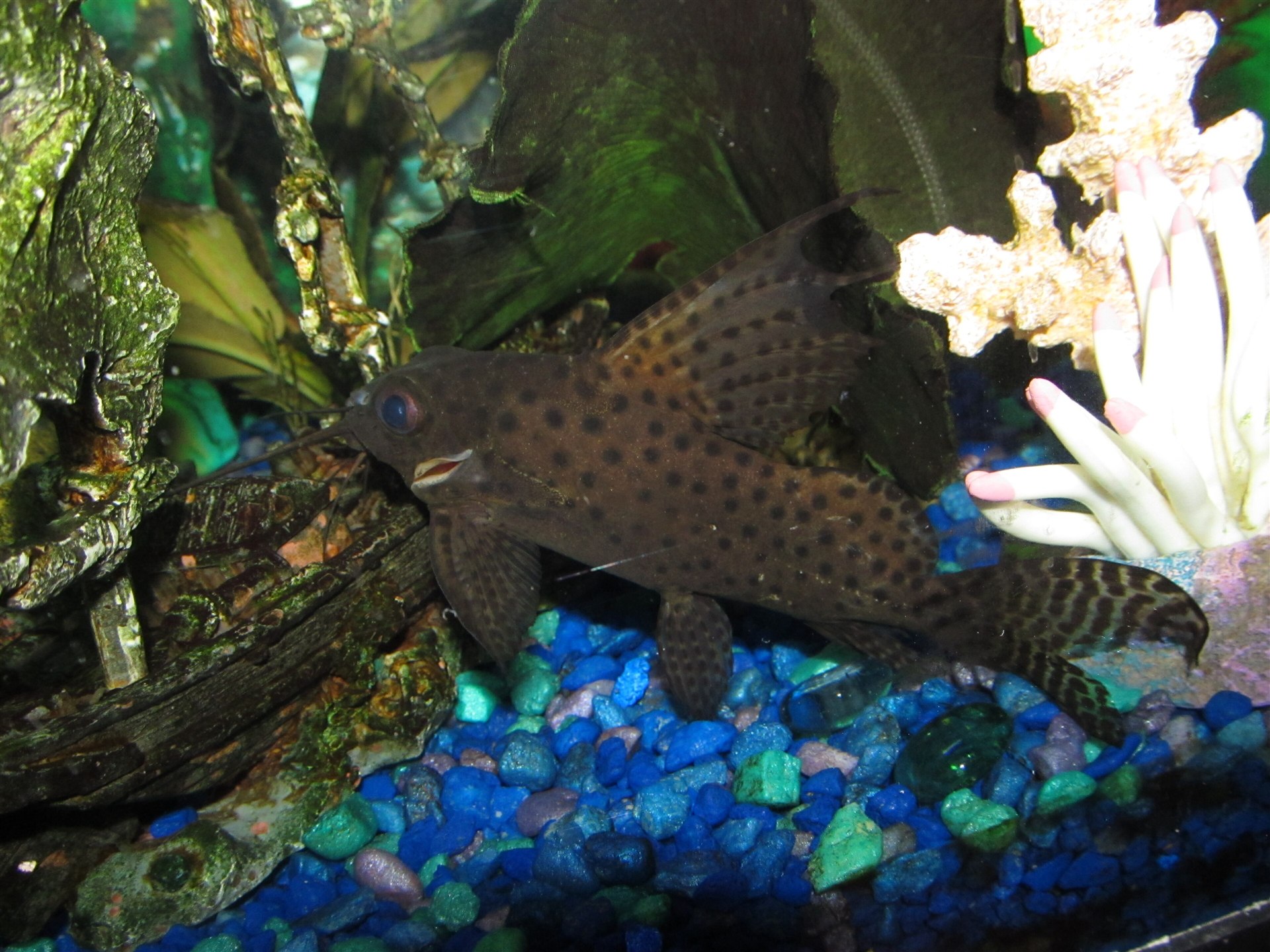 Featherfin Squeaker Synodontis eupterus showing its spotted body and tall dorsal fin