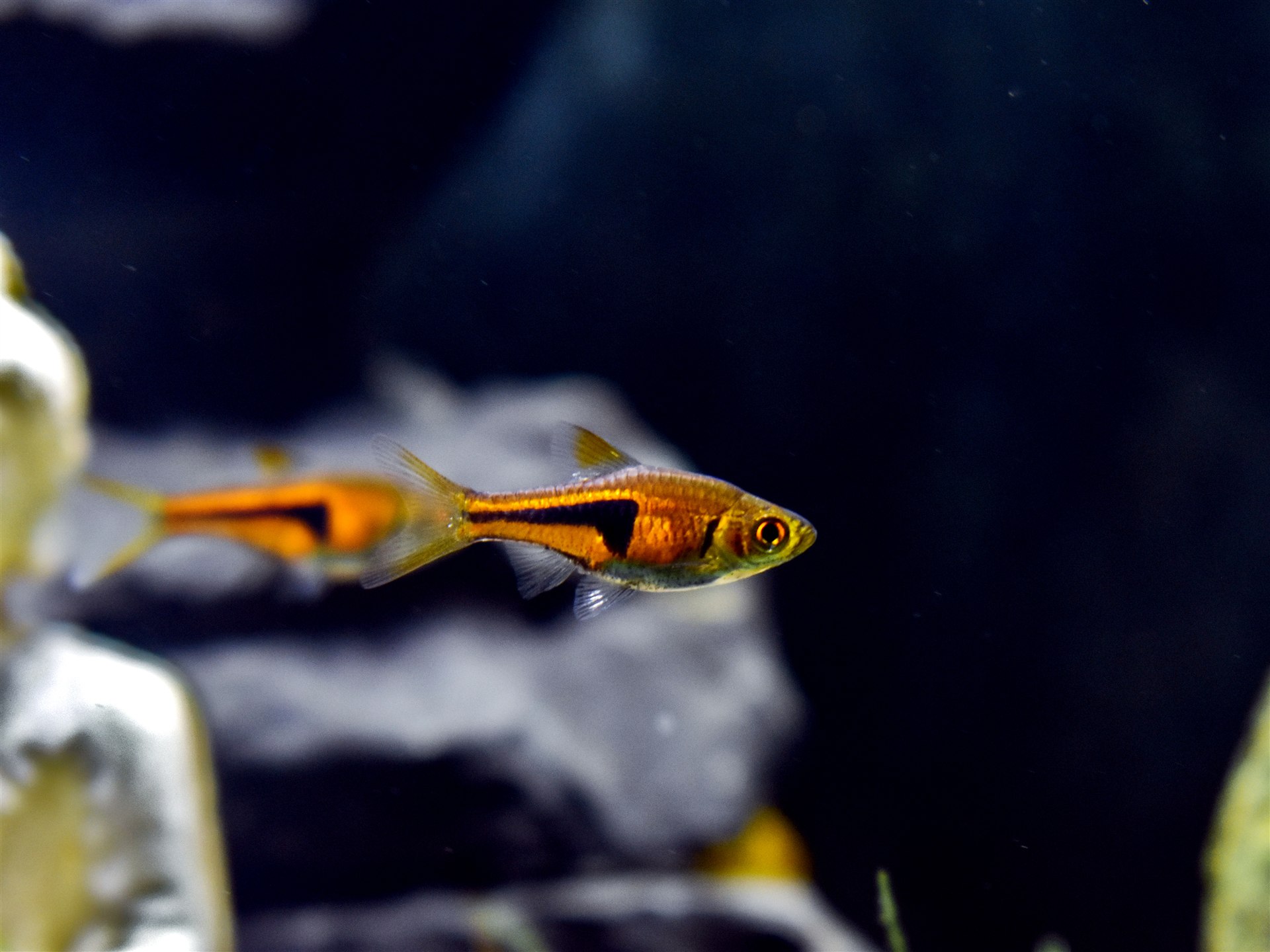 Lambchop Rasbora Trigonostigma espei showing its copper body and dark side marking