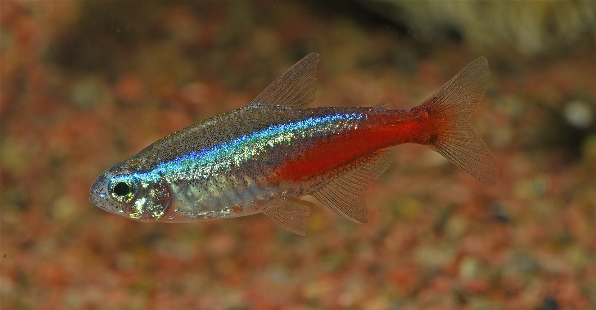 Neon Tetra Paracheirodon innesi showing its blue stripe and rear red stripe in profile