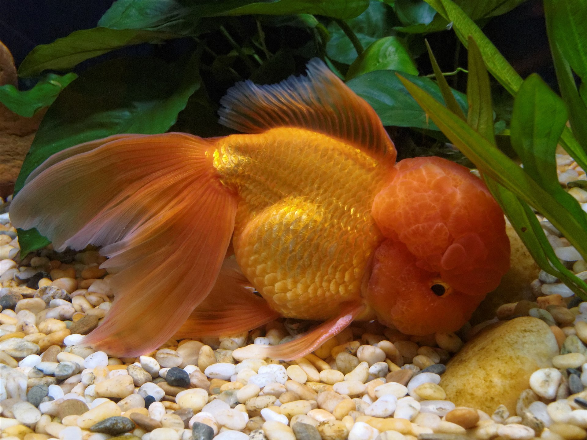 Orange Oranda Goldfish showing its rounded body and head growth