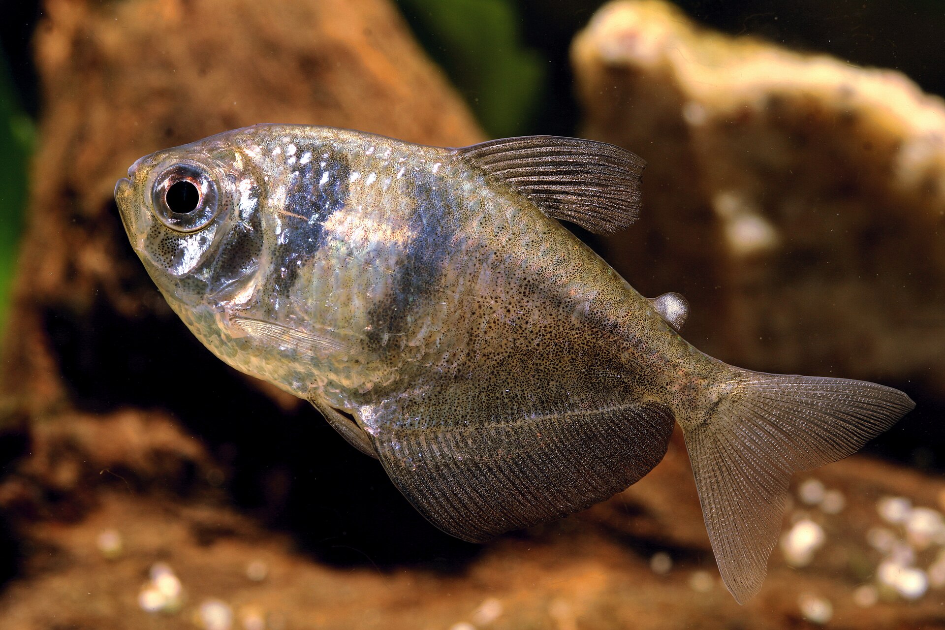 Live Black Skirt Tetra (Gymnocorymbus ternetzi) swimming underwater