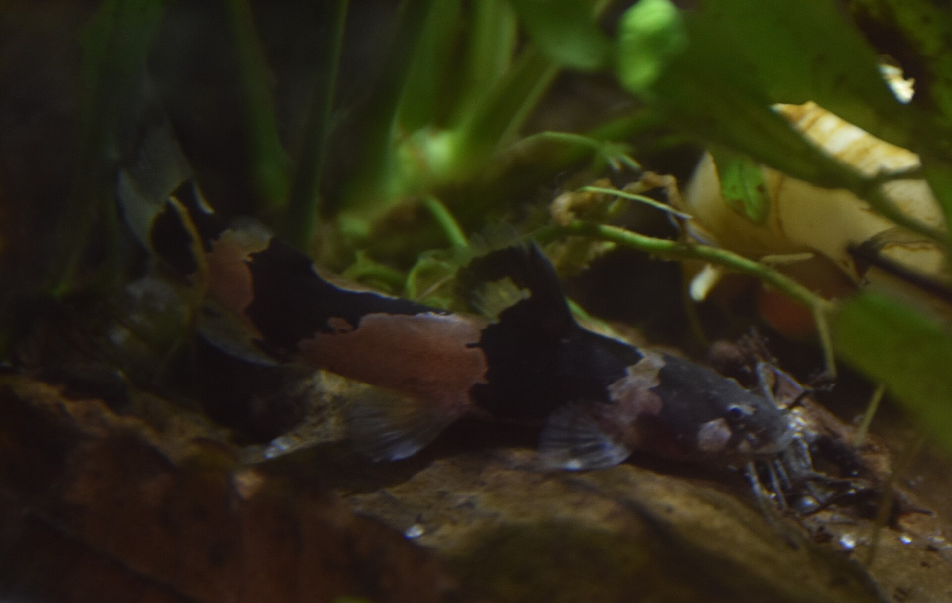 Live Bumblebee Catfish (Microglanis iheringi) swimming underwater