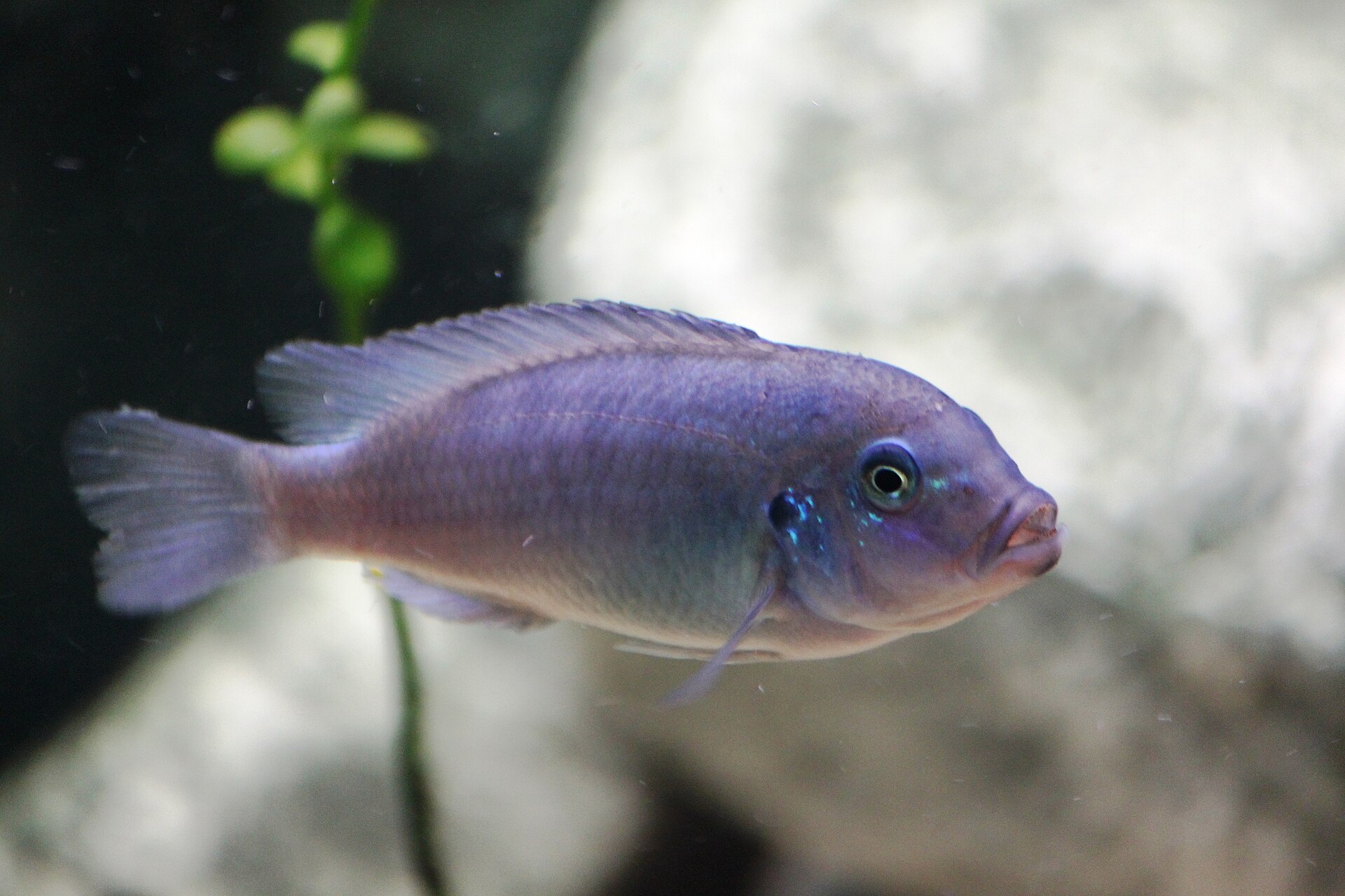 Live Cobalt Blue Zebra Cichlid (Maylandia callainos) swimming underwater