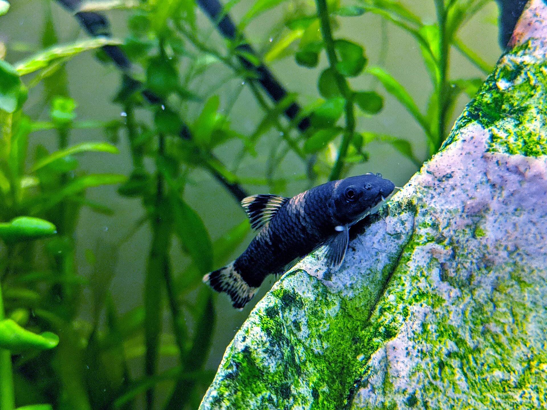Live Panda Garra (Garra flavatra) swimming underwater