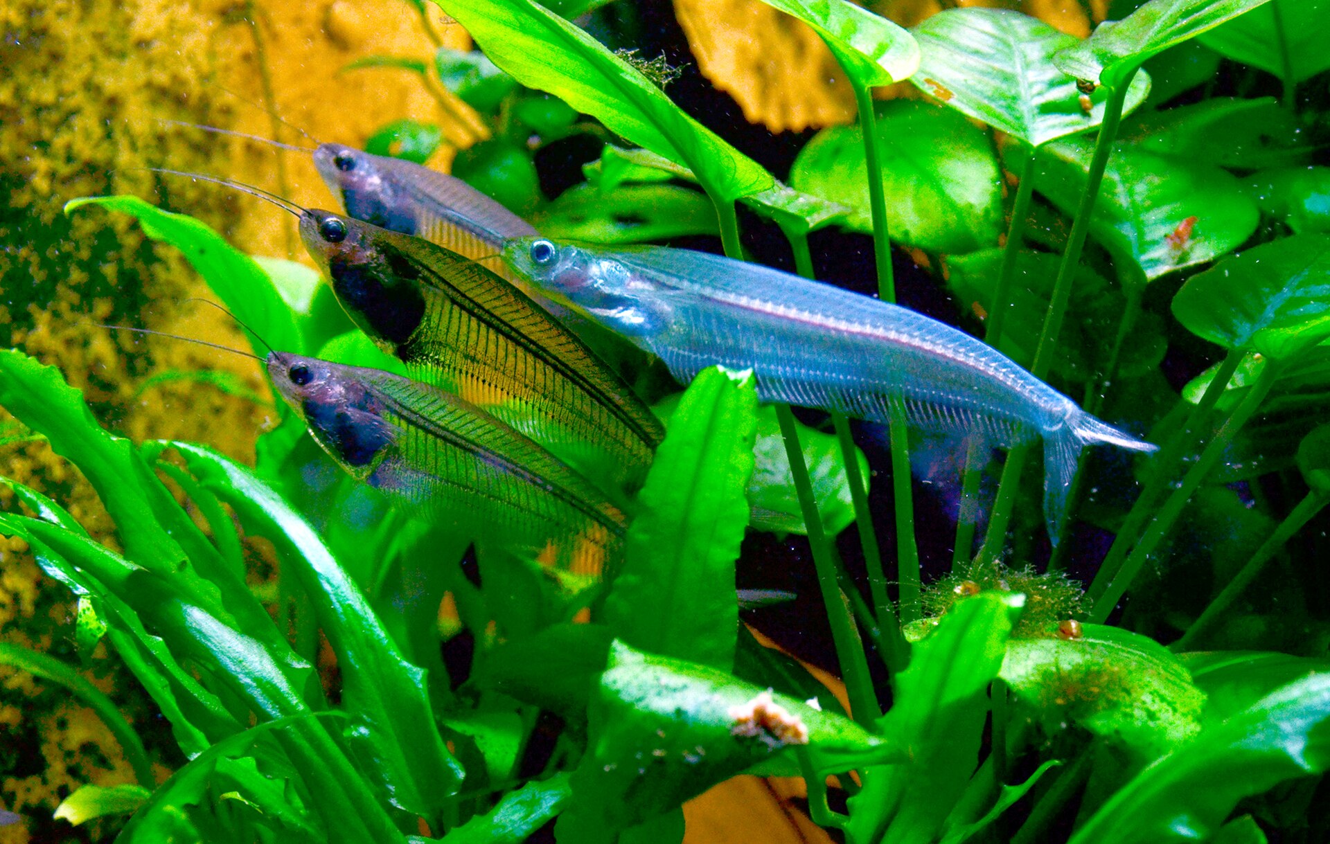 Live Glass Catfish (Kryptopterus vitreolus) swimming underwater