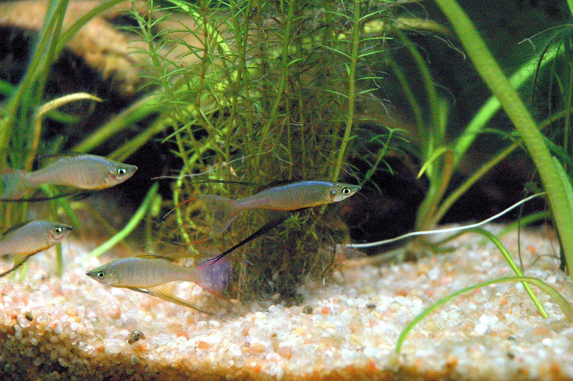 Live Threadfin Rainbowfish (Iriatherina werneri) swimming underwater