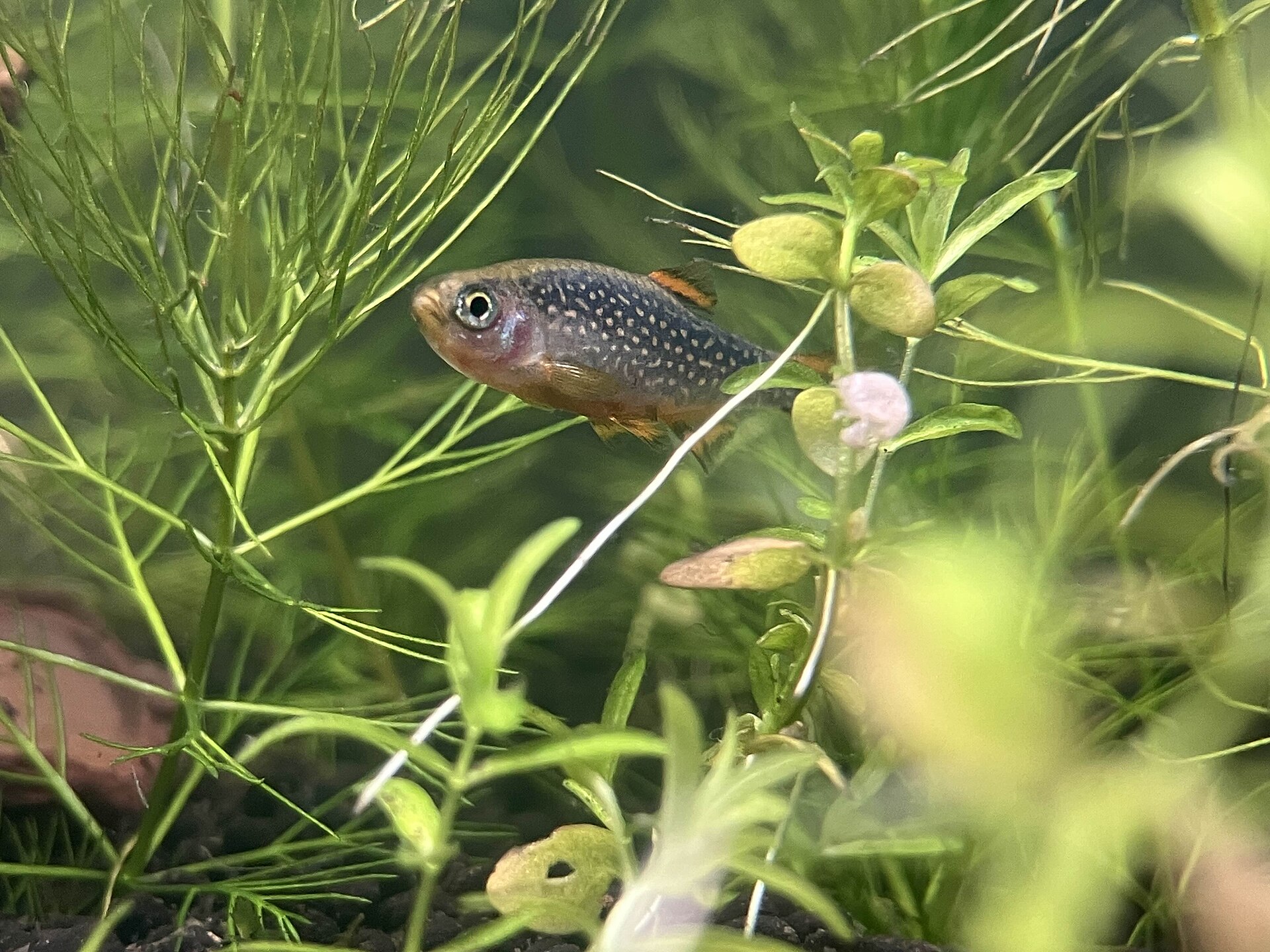 Live Celestial Pearl Danio (Danio margaritatus) swimming underwater