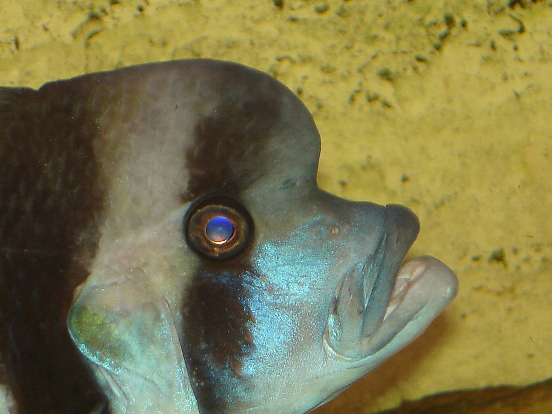 Live Frontosa (Cyphotilapia frontosa) swimming underwater