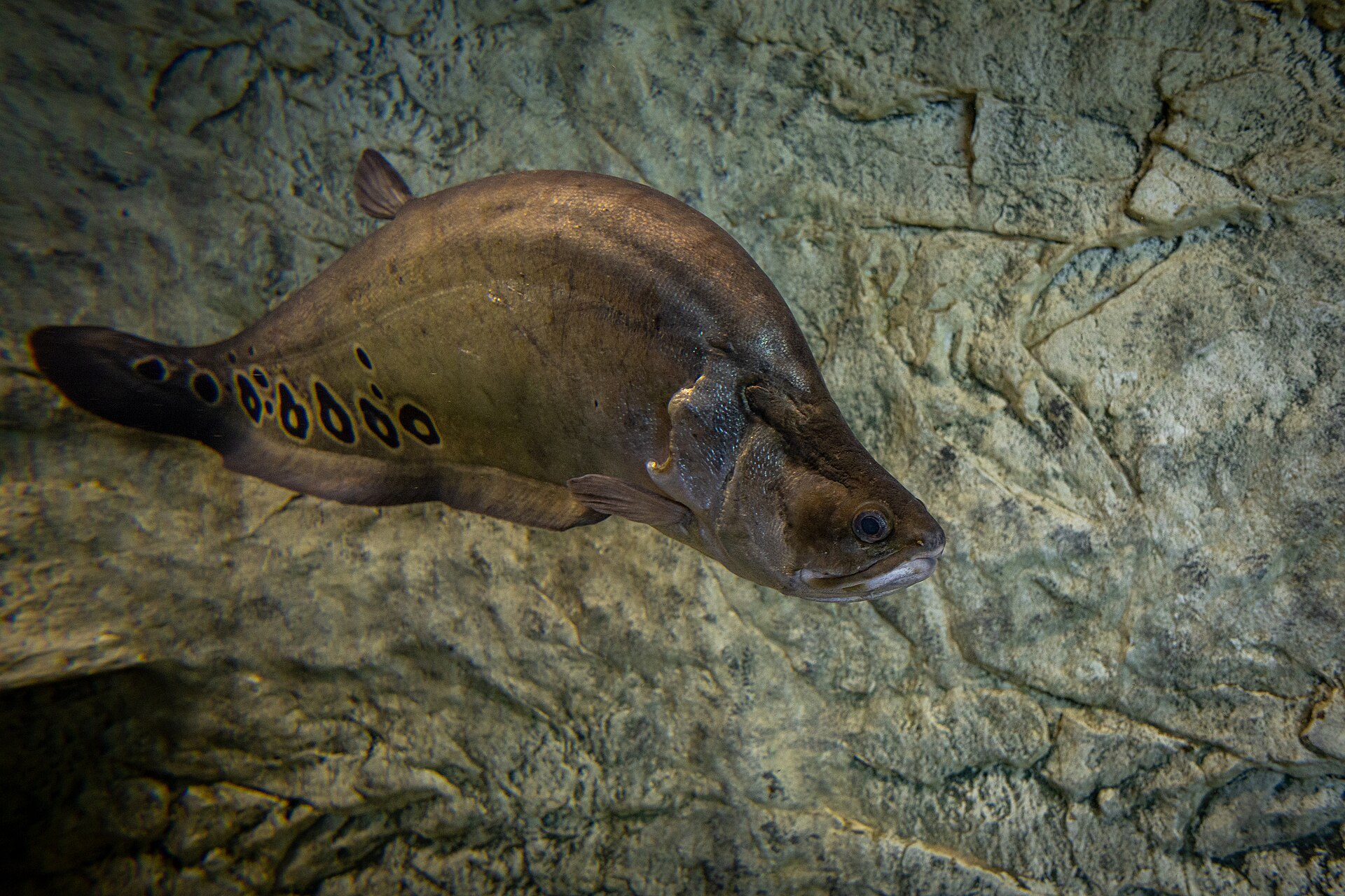 Live Clown Knifefish (Chitala ornata) swimming underwater