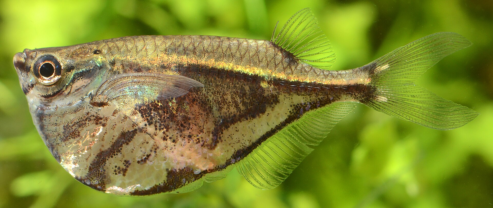 Live Marbled Hatchetfish (Carnegiella strigata) swimming underwater