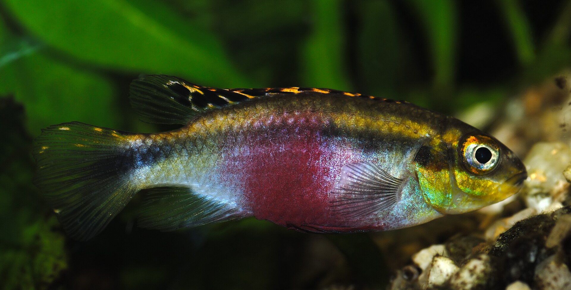 Kribensis in an aquarium