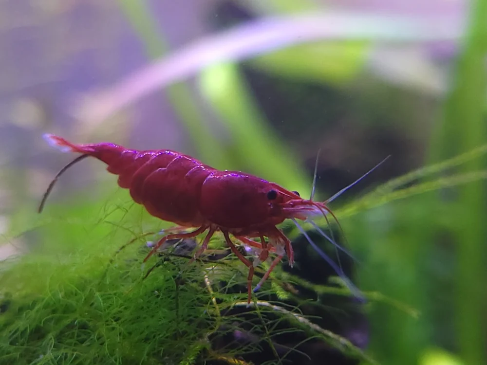 Close-up photograph of a red cherry shrimp in Alexandra's aquarium
