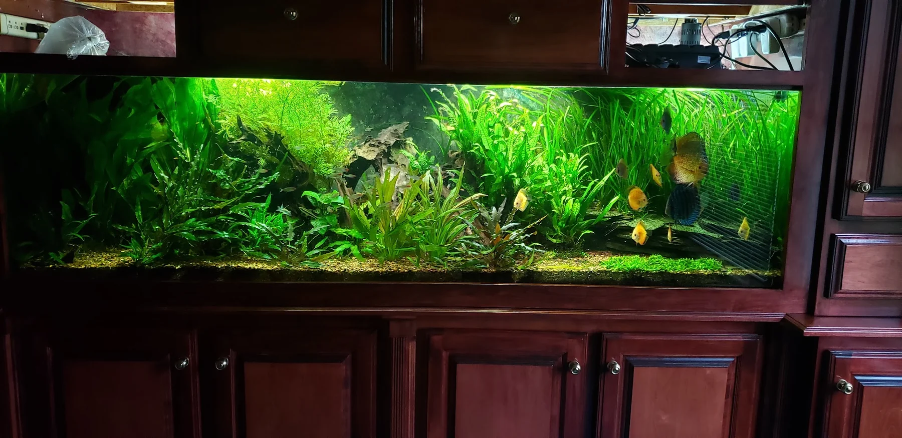 Dan's planted freshwater display aquarium built into cherry wood cabinetry