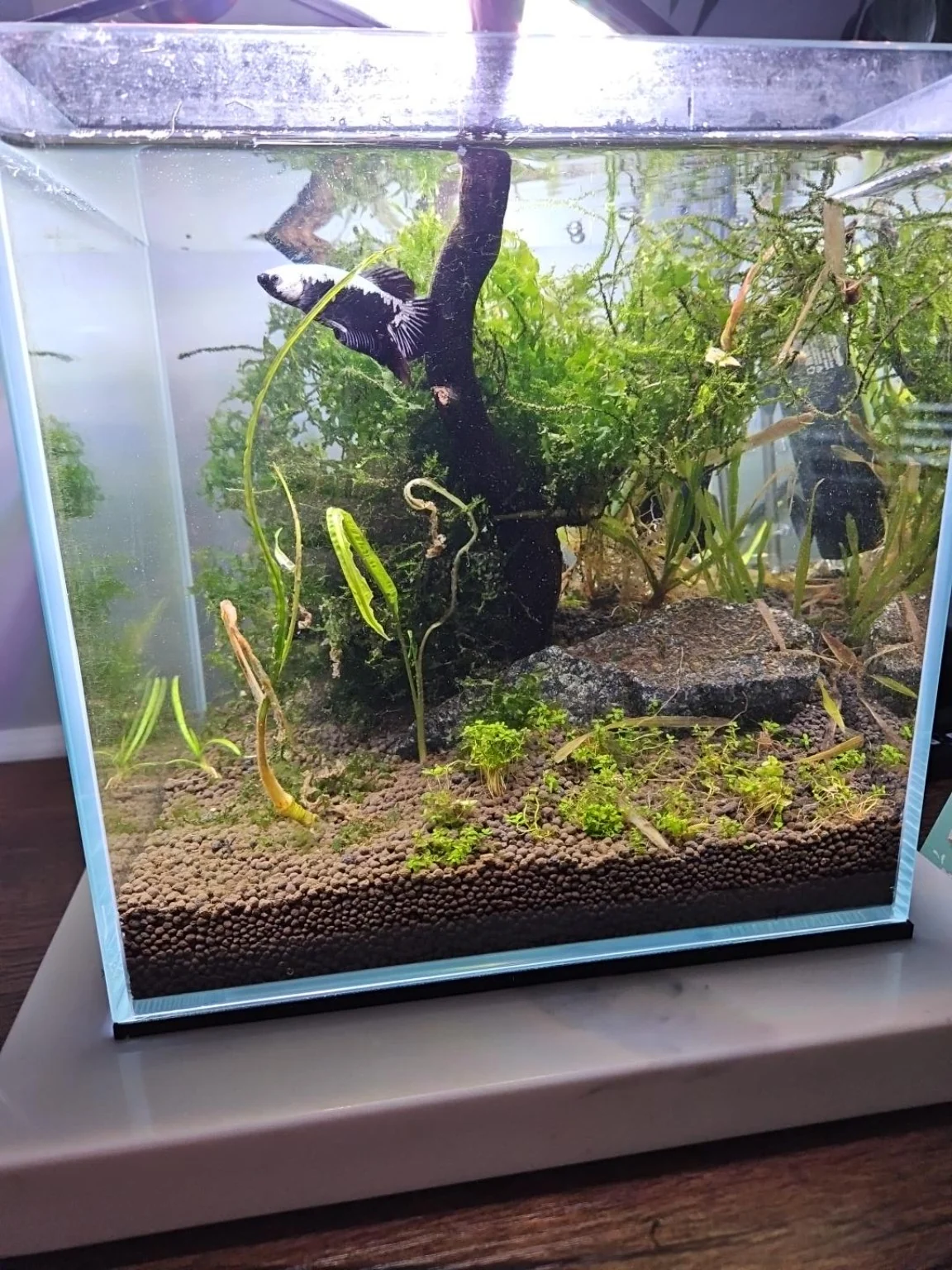 Jack's planted cube aquarium with a black-and-white betta swimming among moss, wood, and live plants