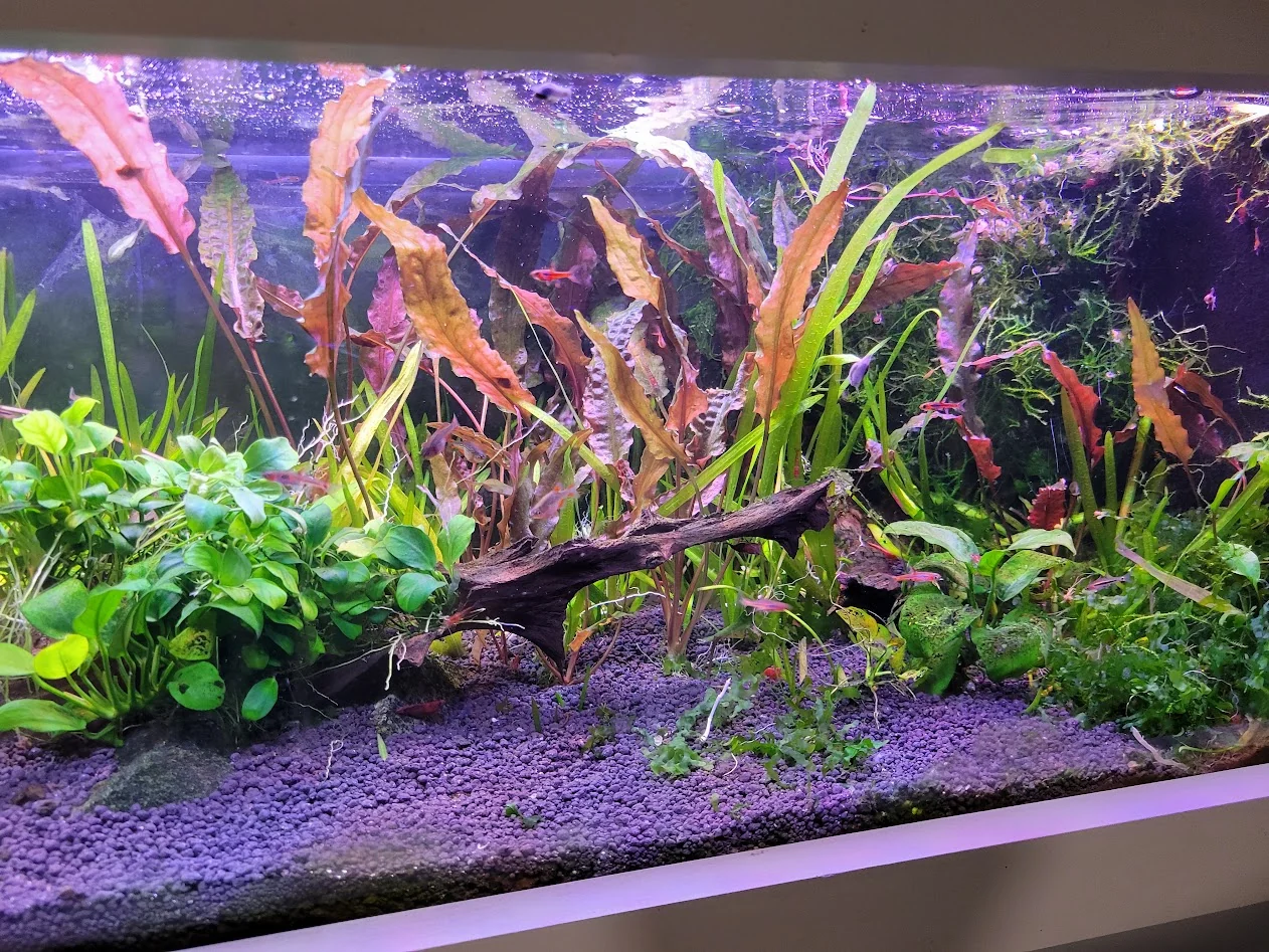 Mature planted freshwater shrimp aquarium